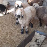 میش داشتی|حیوانات مزرعه|مسجد سلیمان, |دیوار