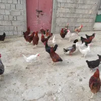 مرغ خروس محلی بیشترشون خروس هست|حیوانات مزرعه|شاهین دژ, |دیوار
