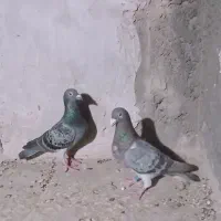 کبوتر جفت نر