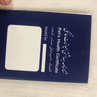سگ آپارتمانی پامرین|سگ|سیرجان, |دیوار