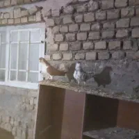 سلام چندجفت کفترجوفتگاه همه سالم به شرط تخم جوجه|پرنده|گلمکان, |دیوار