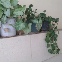 واگذاری گل های طبیعی