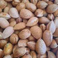 بادام آبی