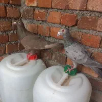 نامور