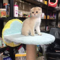 اسکاتیش و بریتیش گلد