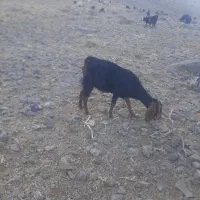 دو راس بز آبستن نزدیک به زایمان