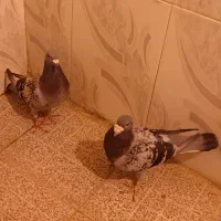 کفتر