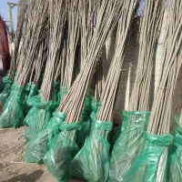 نهال میوه صنوبر کبوده گردو و...