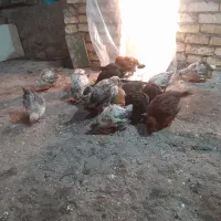 جوجه گلپایگان