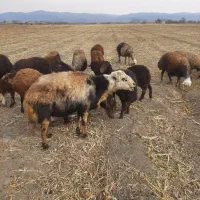 قوچ|حیوانات مزرعه|سیلاخور, |دیوار