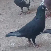 کفتر کرمونی|پرنده|مشهد, کارمندان دوم|دیوار