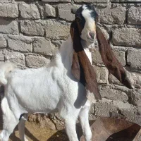 بز پاکستانی