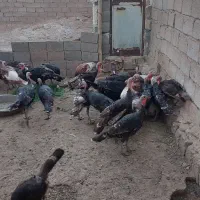 بوقلمون برنز