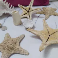 شل وستاره مناسب اکواریوم وویترین دکور کرج وتهران|بدلیجات|کرج, پیشاهنگی|دیوار