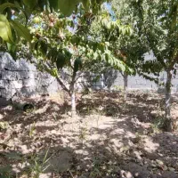 باغ و باغچه چسب امکانات/ برق/ آب / سند/|فروش زمین و ملک کلنگی|تهران, جوادیه|دیوار