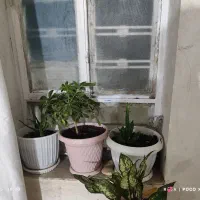 گل ها|گل و گیاه طبیعی|یاسوج, |دیوار