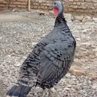 بوقلمون ماده