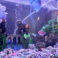 اکواریوم شرکتی با ماهی ها|ماهی|رشت, جماران|دیوار