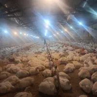 کارگر مرغداری