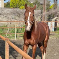 اسب سواری برای گشت