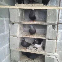 سیاه آبادانی زیبا و تمیز|پرنده|بندر کنگان, |دیوار