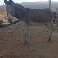 دو عدد الاغ، یکی نر و یکی ماده با کره ای ماده|حیوانات مزرعه|سیروان, |دیوار