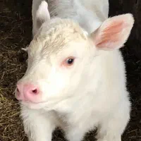 دوستانیکهدنبالگوساله یک دست هستنتماسب...|حیوانات مزرعه|بندر ترکمن, |دیوار