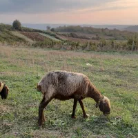 دو راس گوسفند ابستن|حیوانات مزرعه|نکا, |دیوار