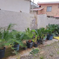 فروش ۱۰ عدد سیکاس