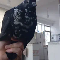 کبوتر خشکل وسالم|حیوانات مزرعه|جوانرود, |دیوار