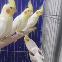 عروس هلندی|پرنده|اهواز, طالقانی|دیوار