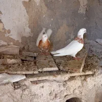 فروش طوقی