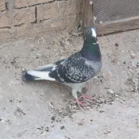 کبوتر ابلق پلاکی