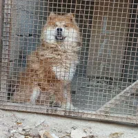 سگ چاو چاو|سگ|هشتگرد, تهران دشت|دیوار