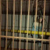 کوتوله آبی کاربنی دستی