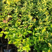 فروش فوق العاده شمشادطلایی ۳ساله ریشه پرس پرپشت