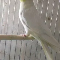 لوتینو زعفرونی تاج بلند با کیفیت جفتی و تکی|پرنده|شاهینشهر, فیض|دیوار