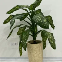 فروش گل دفین باخیا