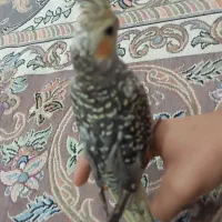 عروس هلندی|پرنده|جیرفت, |دیوار