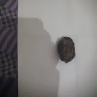 مهره خوش یوم
