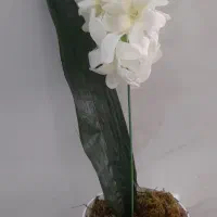 گل سنبل|گل مصنوعی|کوهدشت, |دیوار