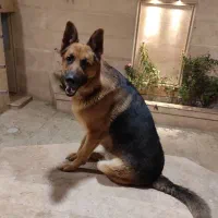 ژرمن شپرد