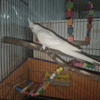 عروس هلندی آلبینو|پرنده|درگزین, |دیوار