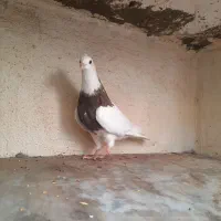 کفتر طوقی|پرنده|قم, فرهنگیان و شهربانی|دیوار