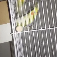 عروس هلندی قناری کوتوله