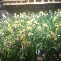 نهال گل نرگس