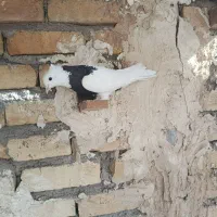 کبوتر|پرنده|اسفرورین, |دیوار