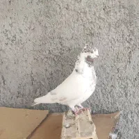 ماده کاشونی پرش بالا تضمینی