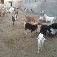 گوسفنده فروشی