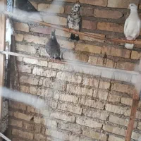 فروش تعدادی کبوتر